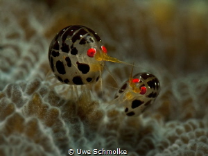Bugs life by Uwe Schmolke 